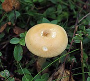 IMG_7663