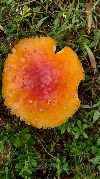 20200730_145200.jpg