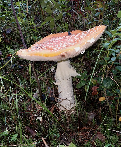 20200730_175525.jpg