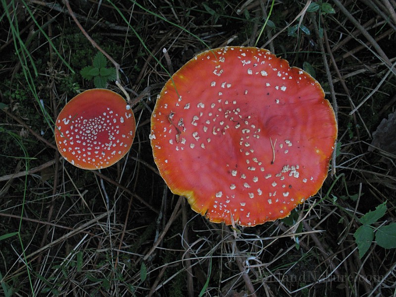 Amanita muscaria (1).jpg