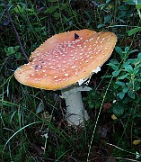 20200730_175536