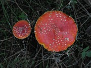 Amanita muscaria (1)