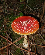 Amanita muscaria (2)