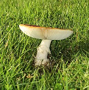 IMG_0011
