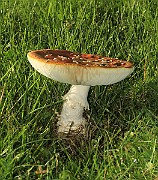 IMG_0012