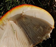 IMG_0176