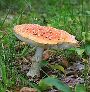 IMG_2021