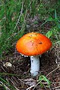 IMG_2123