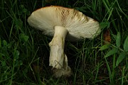 IMG_7241