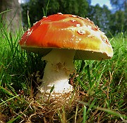 IMG_7245
