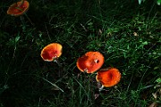 IMG_9401