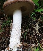 IMG_1492