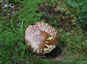 IMG_1521