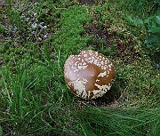 IMG_1522