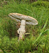 IMG_1525