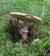 IMG_1528