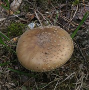 IMG_0059