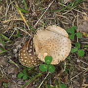 IMG_0060b