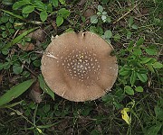 IMG_0067