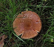 IMG_0202