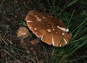 IMG_0204