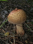 IMG_0205