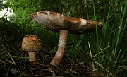 IMG_0207