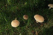 IMG_0232