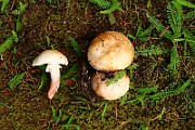 IMG_0387