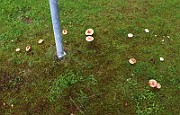 IMG_0391