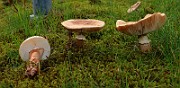 IMG_0393