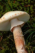 IMG_0395