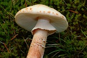 IMG_0396
