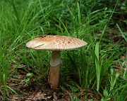 IMG_0923