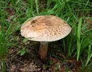 IMG_0924