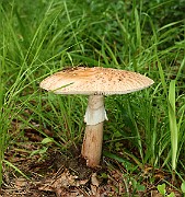 IMG_0925