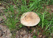 IMG_0927
