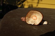 IMG_0974