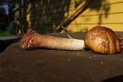 IMG_0975