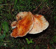IMG_6021
