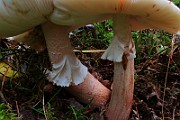 IMG_6025