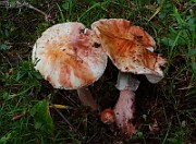 IMG_6029