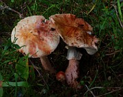 IMG_6034