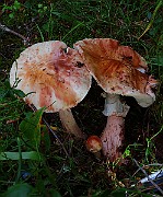 IMG_6035