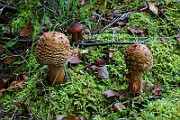 IMG_6267