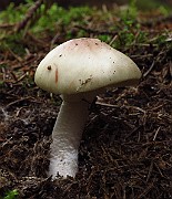 IMG_2453