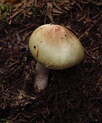 IMG_2454