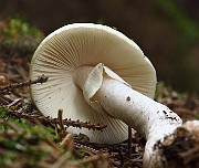 IMG_2458