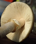 IMG_2484