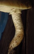 IMG_2485